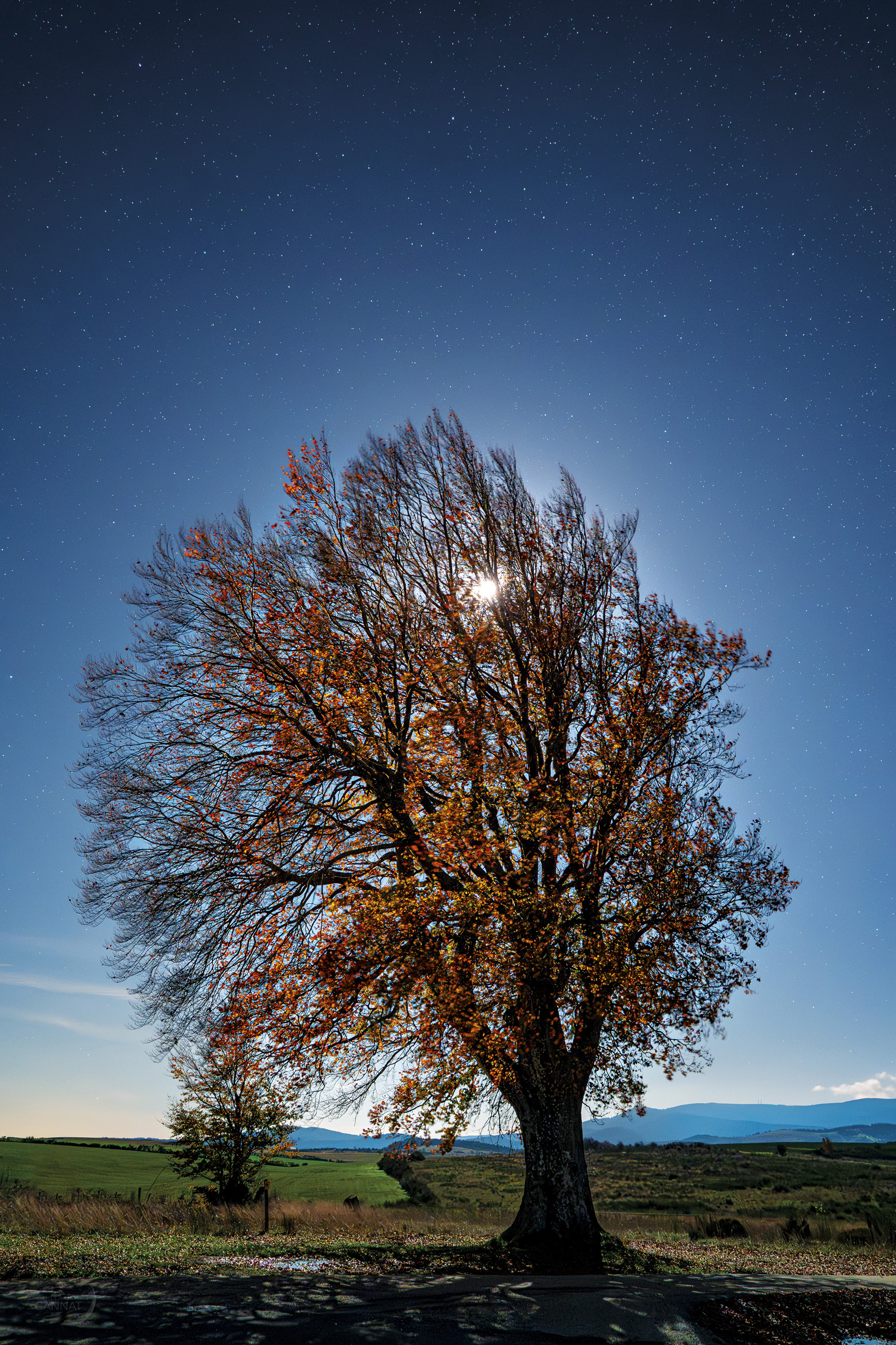 hetre sous la Lune